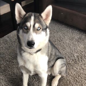 Meet your Posher, Joey